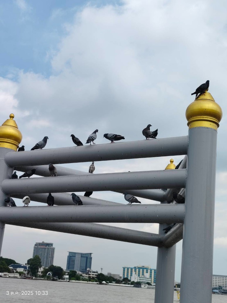 นกพิราบ